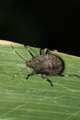 Halyomorpha Halys insect macro photo