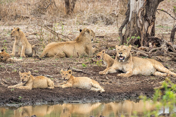 South Africa, Kruger National Park, Lion (Panthera leo), pride with females and cubs