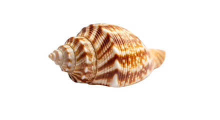 Obraz premium Elegant Brown and White Spiral Seashell on Transparent Background