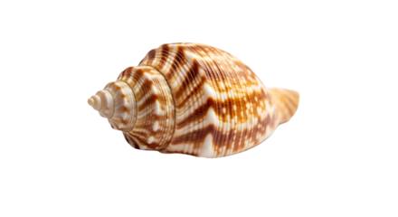 Elegant Brown and White Spiral Seashell on Transparent Background