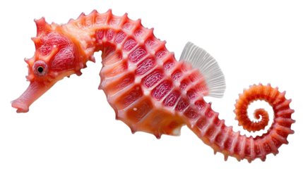 Seahorse: A close-up shot captures the intricate beauty of a seahorse, with its unique body shape, delicate fins, and striking details of the ocean world.