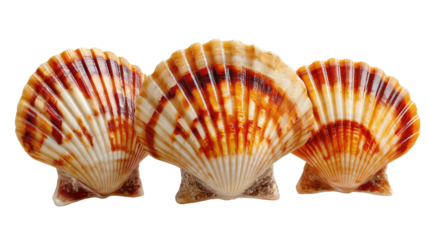 Coastal Treasures: Captivating seashell trio showcases the delicate patterns and natural beauty of the ocean's treasures. 