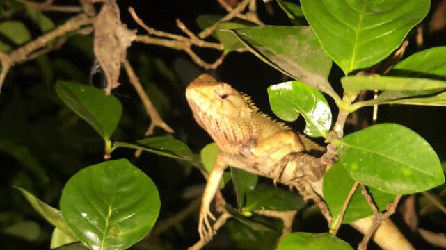 Indian Garden Lizard Calotes versicolor resting on a tree branch in its natural habitat. Illuminated with a flashlight, this close-up wildlife clip showcases the reptile's natural camouflage