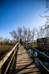 Fototapeta premium A serene wooden bridge beckons, inviting exploration of the tranquil natural landscape with a lone traveler enjoying the peaceful beauty and clear blue skies