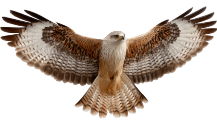 Soaring High: A magnificent bird of prey, with its majestic wings fully extended, dominates the frame, capturing the essence of freedom.