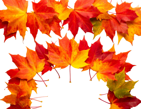 Vivid, colorful maple leaves, arranged in an arch against a transparent background