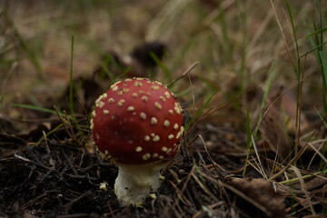 fly agaric mushroom in the forest 