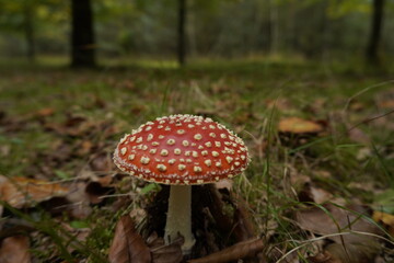 fly agaric mushroom