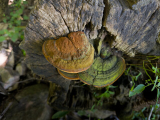 Close up shot of stunning shelf fungi, growing on a weathered log, showcasing vibrant concentric rings of reddish brown, bright green and orange.