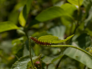 A detailed vibrant orange and spiked caterpillar resting on the edge of a bright green leaf with blurred lush green background.
