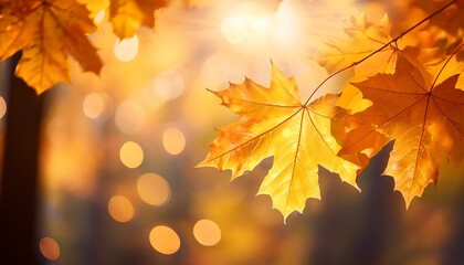 Golden Autumn Maple Leaves Illuminated By Warm Sunlight With Soft Bokeh Background
