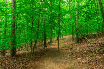 Let your mind wander as freely as the wind through the trees, Sweetwater Creek State Park, Lithia Springs, Georgia, United States of America