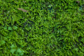 Green Moss Texture Background for Natural Design