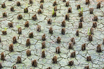rice paddies