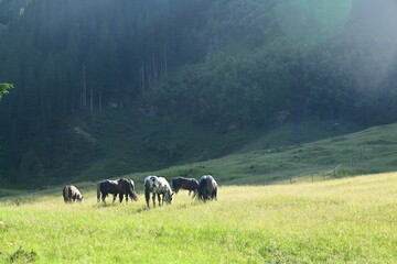Eine Herde junger Noriker Hengste im hohen Gras auf einer Bergweide im bezauberndem Abendlicht