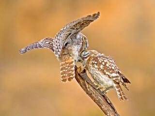 The Little Owl (Athene noctua)