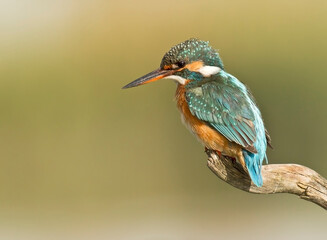 Common Kingfisher (Alcedo atthis)