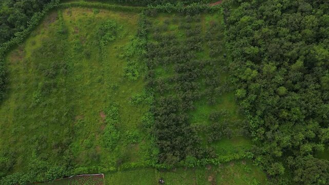 Alphonso mango farm rocket shot drone 