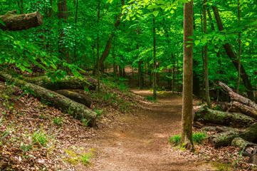 The forest doesn’t ask much — just that you slow down, Sweetwater Creek State Park, Lithia Springs, Georgia, United States of America