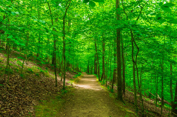 Naklejka premium A walk in the forest feels like pressing reset on the soul., Sweetwater Creek State Park, Lithia Springs, Georgia, United States of America