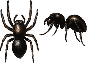 3D Realistic Spider on Transparen Background