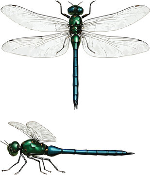 3D Realistic Dragonfly on Transparent Background