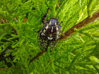 A close-up of a large, dark beetle, Polyphylla fullo (European pine cockchafer), with distinct white and green spots, resting on the bright green leaves of a bush. The image highlights nature, insect 