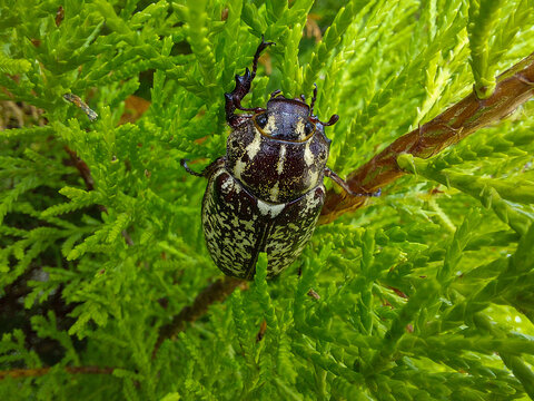 A close-up of a large, dark beetle, Polyphylla fullo (European pine cockchafer), with distinct white and green spots, resting on the bright green leaves of a bush. The image highlights nature, insect 