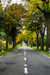 Long asphalt road through trees. Way into the future.