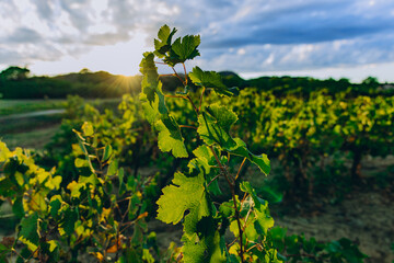Young grapevine plant in vineyard at golden sunset. Vibrant green leaves glowing in warm light. Organic agriculture and winemaking concept