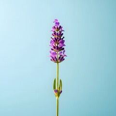 Obraz premium Lavender Stem on Light Blue