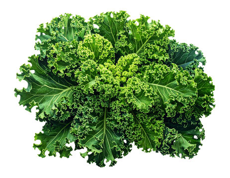 Curly Kale Leaf, Angled Side View, Isolated