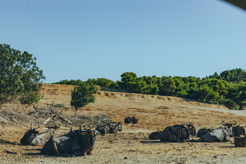 African animals grazing and resting in dry savanna landscape with bushes and blue sky. Wildlife in natural habitat. Safari scene with antelopes and ostriches