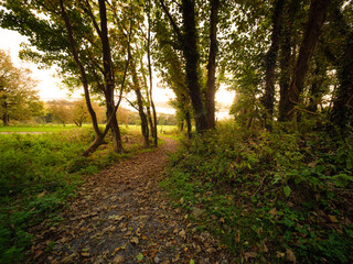 path in the forest