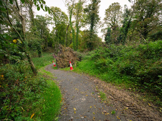 A tree was destroyed by the storm in the forest.	
