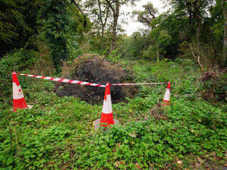 A tree was destroyed by the storm in the forest.	