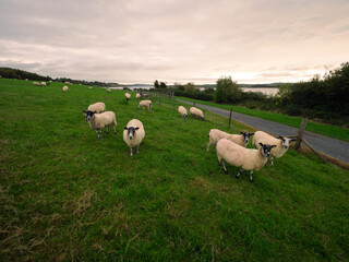 sheep on a meadow,Northern Ireland 