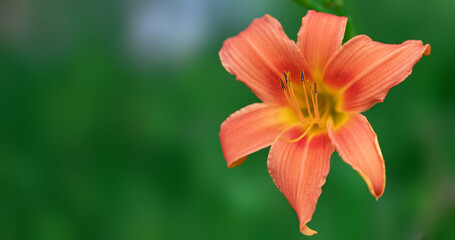 Daylily flower blooming blurred nature background