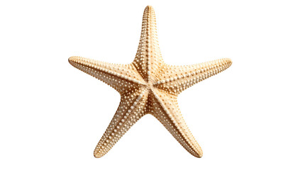 Close-up view of a dried starfish, isolated on black backdrop