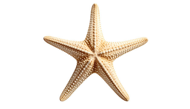Close-up view of a dried starfish, isolated on black backdrop