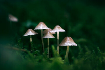 Fototapeta premium Beautiful fairy tale image with little mushrooms in autumn forest