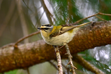 Common firecrest // Sommergoldhähnchen (Regulus ignicapilla / Regulus ignicapillus)