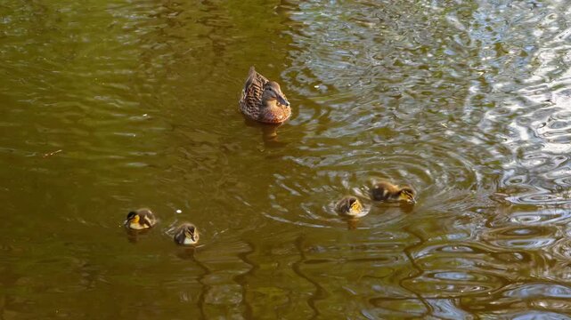 A heartwarming high-angle, full shot of a female Mallard duck (Anas platyrhynchos) leading her four small, fluffy yellow-brown ducklings across a pond or river. The water is a murky olive-brown color