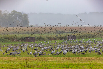 Kraniche und G&auml;nse am Kranorama in G&uuml;nz.