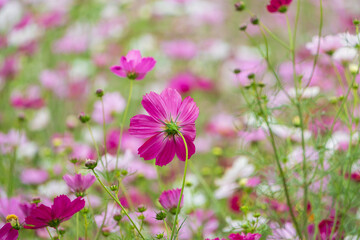 Fototapeta premium ピンク色のコスモス畑を背景に咲く一輪の濃いピンクのコスモス