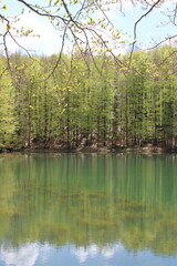 lake in forest