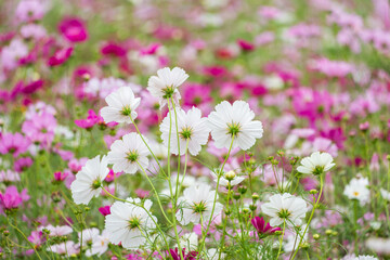 Obraz premium カラフルなコスモス畑を背景に可憐に咲き誇る白いコスモス