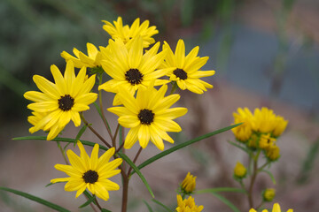 植物　黄色の花