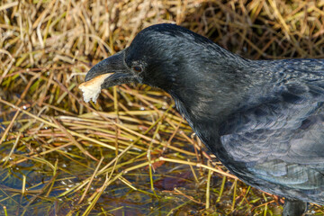 水辺でパンをくわえるカラスのクローズアップ