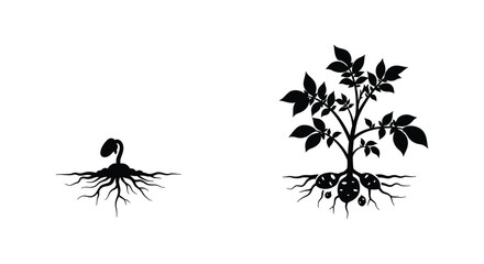 Plant growth stages from seedling to mature plant with root systems